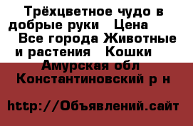 Трёхцветное чудо в добрые руки › Цена ­ 100 - Все города Животные и растения » Кошки   . Амурская обл.,Константиновский р-н